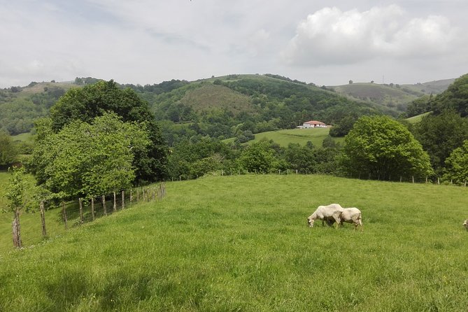 Private Basque Cheese & Txakoli Wine Tour from San Sebastian - What the $580.92 Price Buys You
