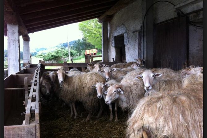 Private Basque Cheese & Txakoli Wine Tour from San Sebastian - Booking and Cancellation Details