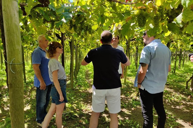 Private Basque Cheese & Txakoli Wine Tour from San Sebastian - Should You Book This Basque Cheese and Wine Tour?