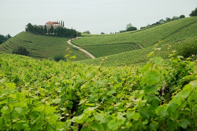 Private Basque Cheese & Txakoli Wine Tour from San Sebastian - Txakoli at Gaintza Txakolina