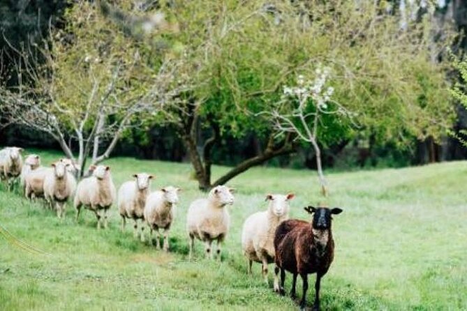 Private Classical Wine and Cheese Pairing Experience - A focused introduction to Margaret River wine