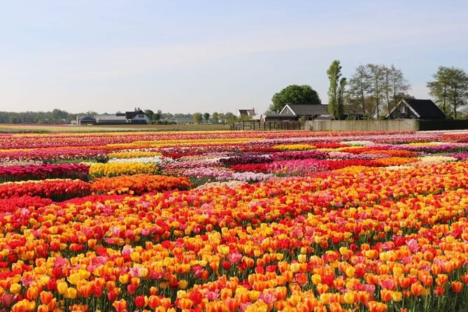 Private Tour to Tulips, Keukenhof, Windmills & Cheese Farm - Tulip Experience Amsterdam begins the flower day