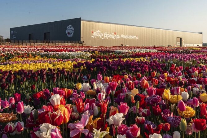 Private Tour to Tulips, Keukenhof, Windmills & Cheese Farm - Is the $470.43 price good value?