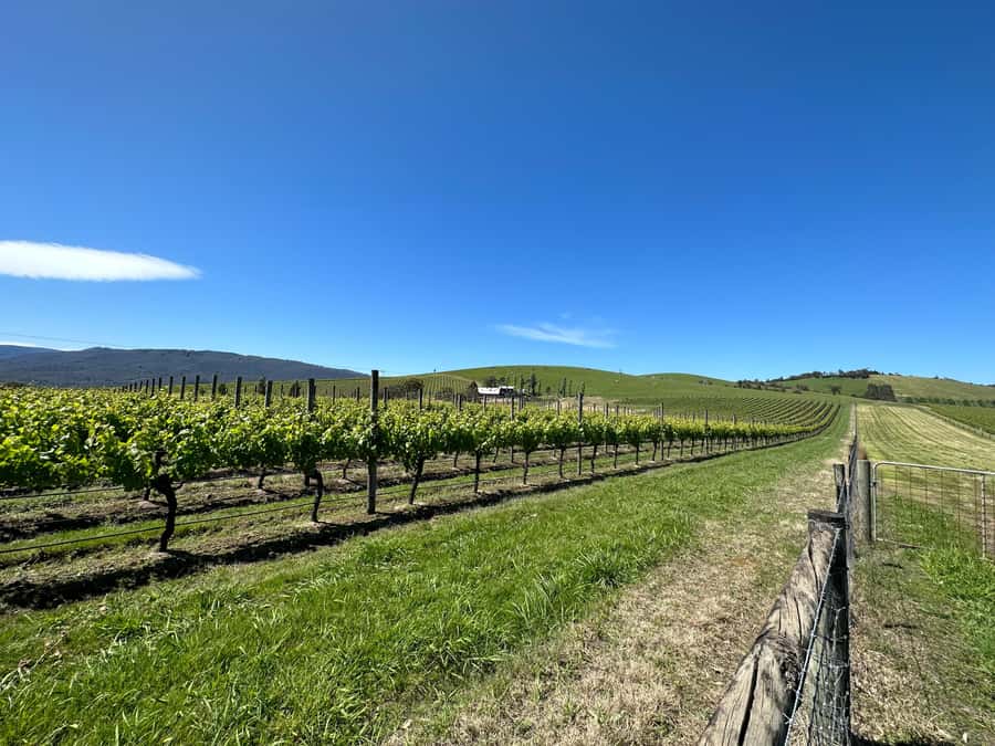 Private Tour: Yarra Valley Wine, Cheese, Gin & Chocolatrie - Rolling Out From Melbourne