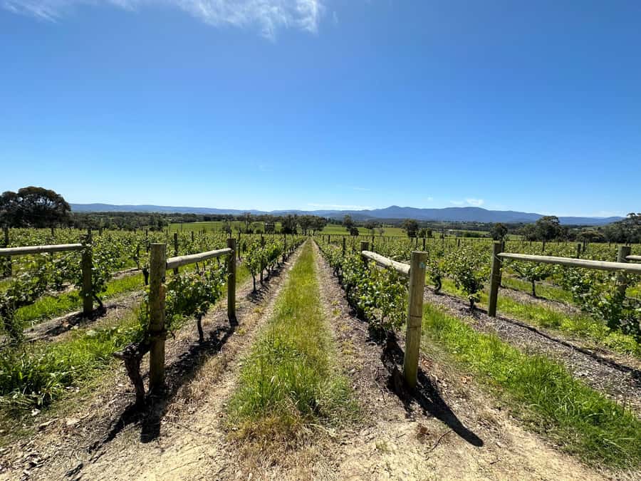 Private Tour: Yarra Valley Wine, Cheese, Gin & Chocolatrie - What the $530 Group Price Really Buys
