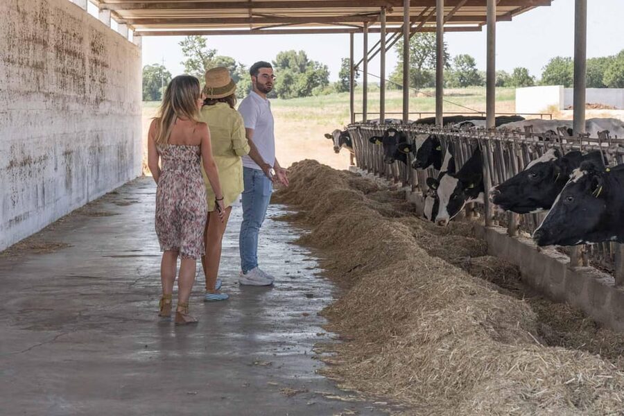 Puglia: Masseria Seppunisi Tour, Cheese, Burrata Tasting - Key points at a glance