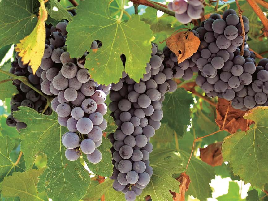 Querétaro: Cheese and Wine Tasting Tour - Should you book the Cheese and Wine Tasting Tour?