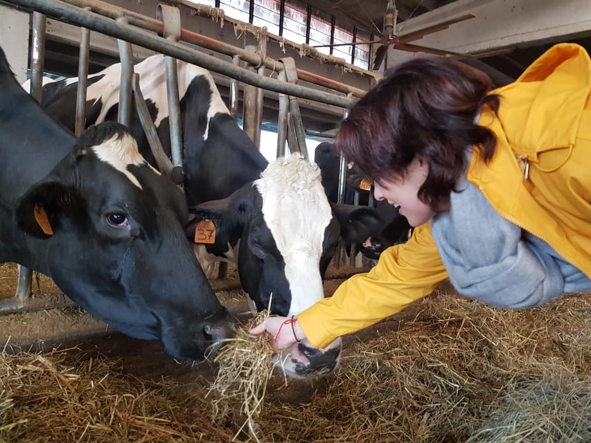 Reggio Emilia: Parmigiano Reggiano & Balsamic Vinegar Tour - Meeting cows, calves, and the farm behind the cheese