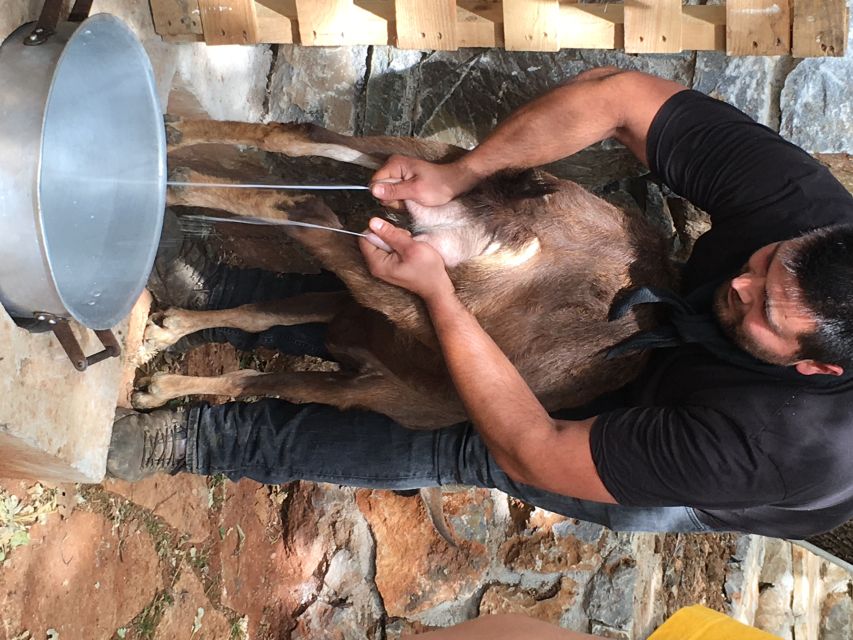 Rethymno 4x4 Safari: Tastes & Farm Experience - Klados Winery and the story behind Cretan wine