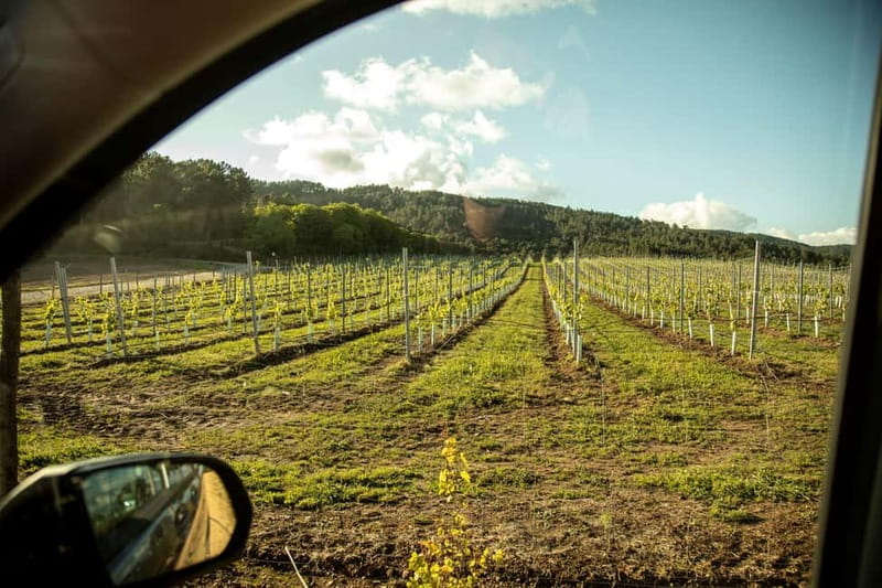 Rías Baixas Albariño Experience: Winery Visit & Cheese - Starting among the vineyards