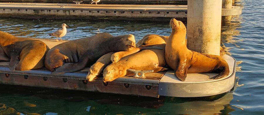 Romantic Boat Cruise with Wine & Cheese or Surprise Dinner - A quiet boat ride through Marina del Rey