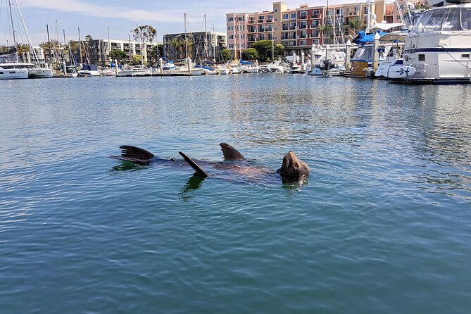 Romantic Luxury Boat Cruise with Wine Cheese Sea LionTours - The main cruise: wine, charcuterie, and sea lions