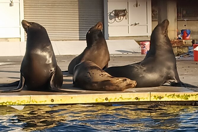 Romantic Luxury Boat Cruise with Wine Cheese Sea LionTours - Four ways to customize the evening
