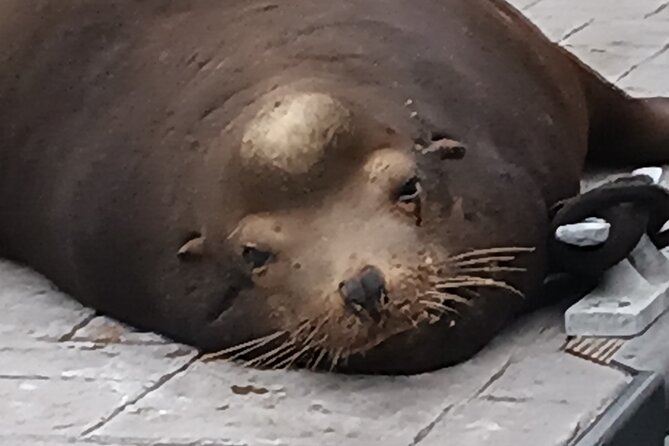 Romantic Luxury Boat Cruise with Wine Cheese Sea LionTours - Timing, wildlife, and the sunset question