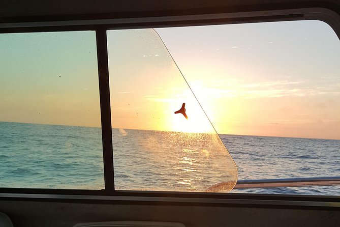 Romantic Wine and Cheese Boat Tower Cruise - Mission Bay From the Observation Tower