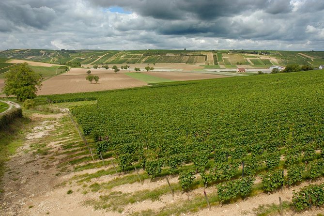 Sancerre & Pouilly-Fumé Wine Tour Goats' cheese tasting - Chavignol and Henri Bourgeois wines