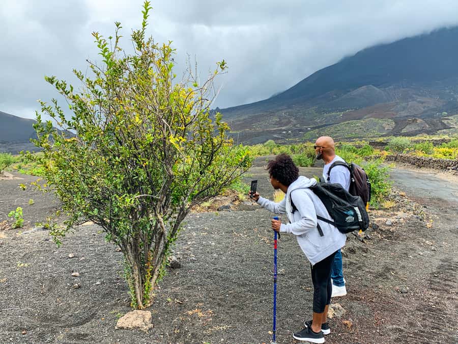São Filipe: Fogo Volcano with Wine and Cheese Tasting - Price, group style, and practical value