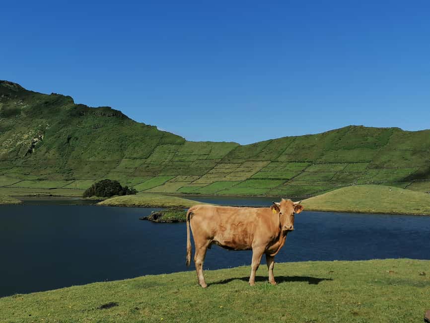 Sao Jorge Cheese Tour - Half day - Key points to know before booking