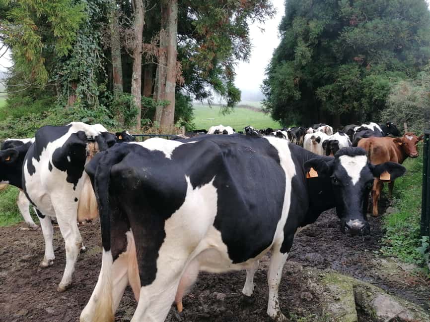 Sao Jorge Cheese Tour - Half day - The scenery around the island’s fajãs