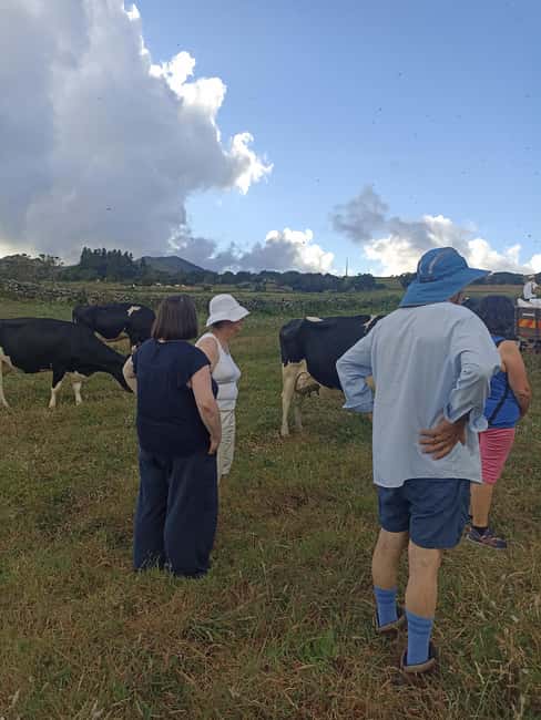 Sao Jorge Cheese Tour - Half day - Timing, pickup, and practical planning