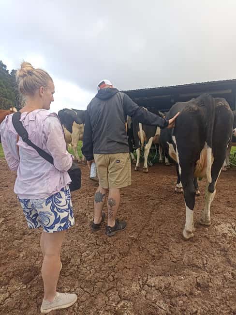 Sao Jorge Cheese Tour - Half day - Should you book it?