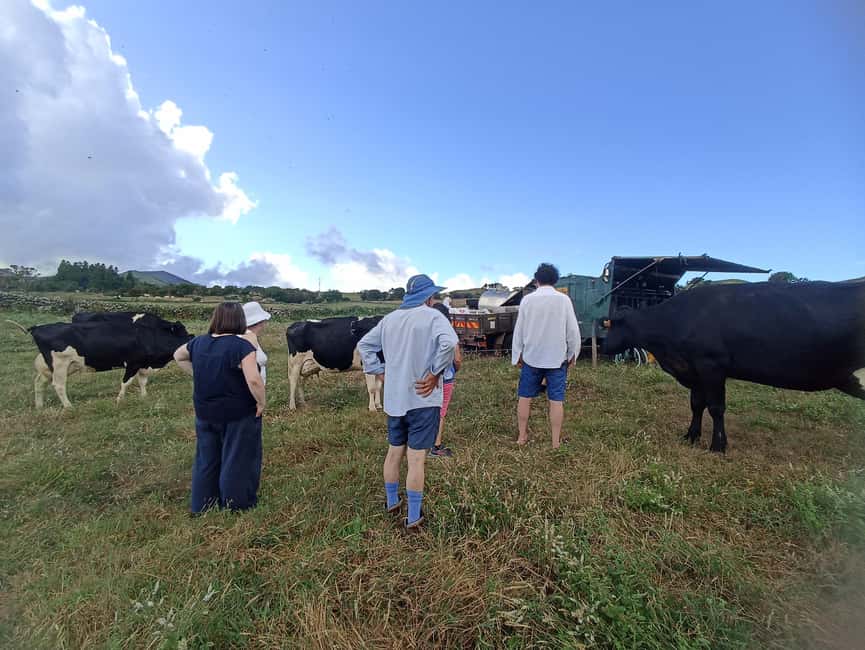 Sao Jorge Cheese Tour - Half day - The family farm and the taste of fresh milk