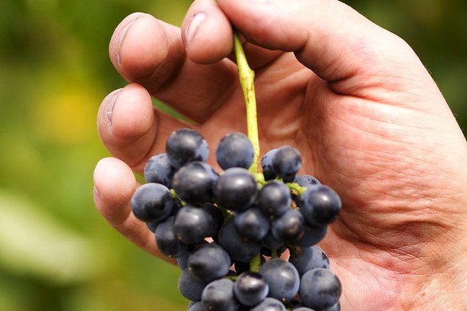 Scenic Hunter Valley Tour with Wine and Cheese Tastings - Lunch at Cypress Lakes or a country club setting