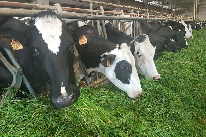 Secrets of Parmigiano Reggiano and Balsamic Vinegar - Meeting the Cows and Calves in Codemondo