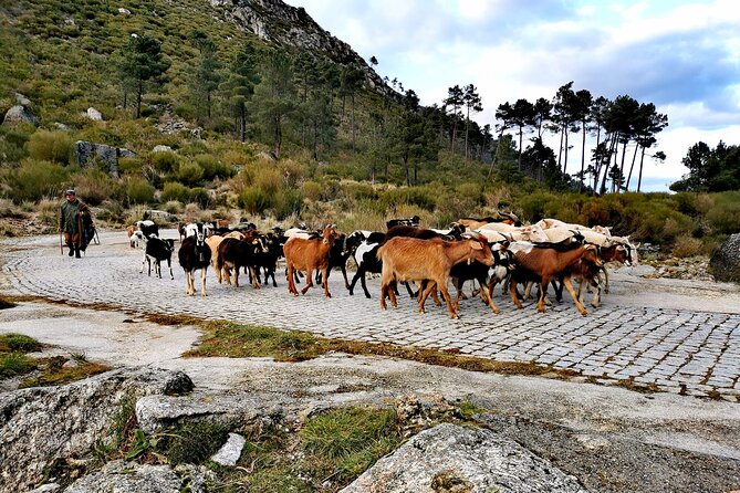 Serra da Estrela - Half-day off-road tour with cheese tasting - The Borel factory and the food portion