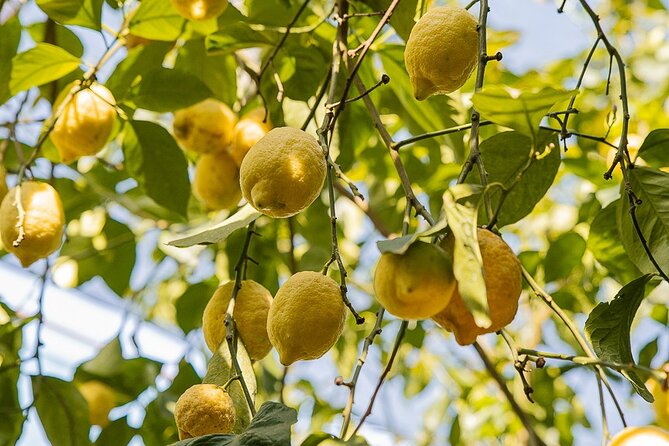 Sorrento Ape Tour, Lemon Garden, Mozzarella Show & Pizza Class - Taste cheese, olive oil, wine, and limoncello
