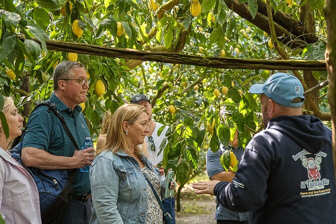 Sorrento Ape Tour, Lemon Garden, Mozzarella Show & Pizza Class - Timing, meeting point, and group size
