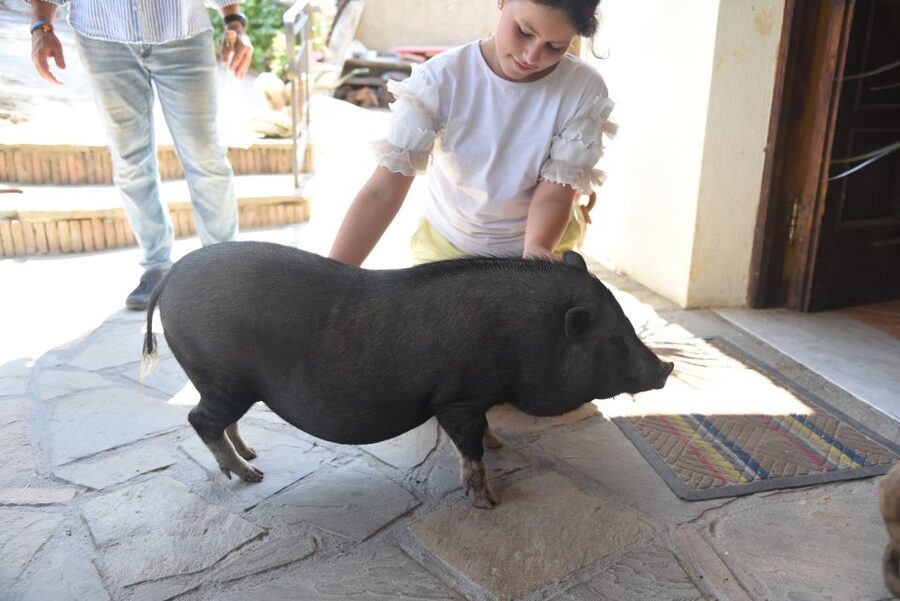 Sorrento: Farm Tour with Cheese Tasting & Pizza Making Class - Reaching Primaluce From Central Sorrento