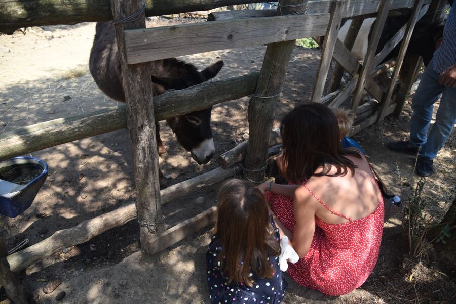 Sorrento: Farm Tour with Cheese Tasting & Pizza Making Class - How the Family Hosting Shapes the Day