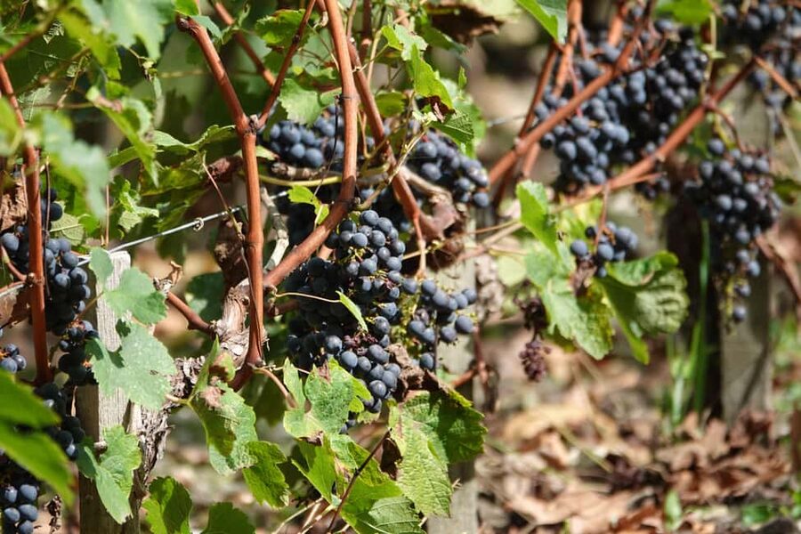 St. Emilion: Half Day E-Bike & Wine Tour with Wine & Cheese - The final tasting in Saint-Émilion