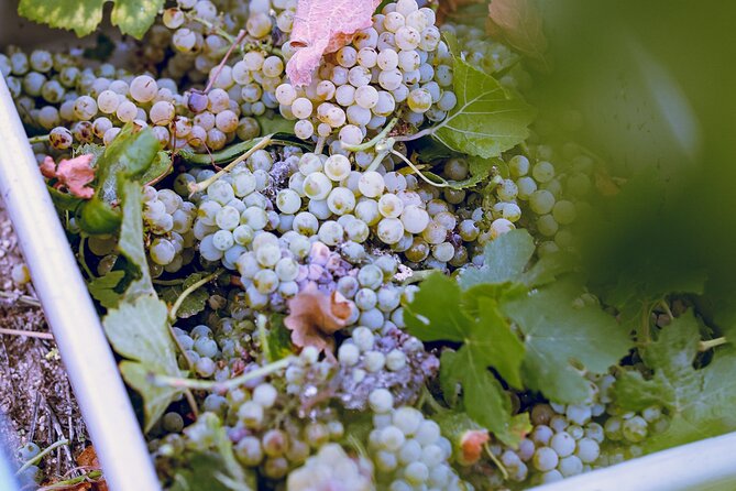 Temecula Valley 4-Hour Morning Wine Tour with Tastings Included - Cheese, charcuterie, and buying food along the way