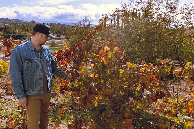 Temecula Valley 4-Hour Morning Wine Tour with Tastings Included - Who should book this wine tour?