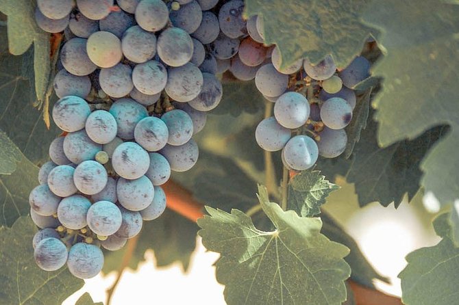 Temecula Valley Afternoon Wine Tour with Tastings and Cheeseboard - What the three-stop format means for beginners