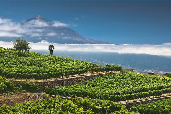 Tenerife Bodegas Monje Winery Tour with Wine and Cheese Tasting - The setting is part of the price