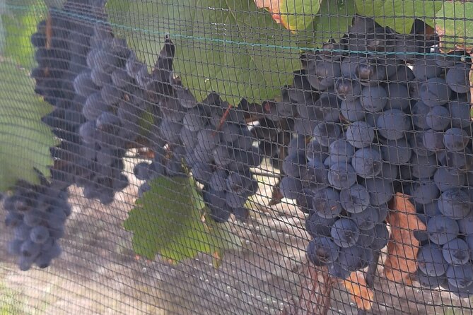 Tour of the Tradition and History of Cheese and Wine in Querétaro - Why this Querétaro food tour works