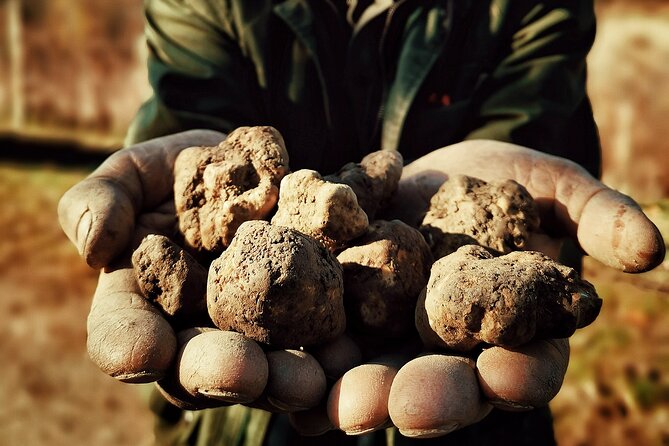 Truffle Hunting and Cheese, Truffle & Wine Tasting near Alba - What you actually pay for the hunt