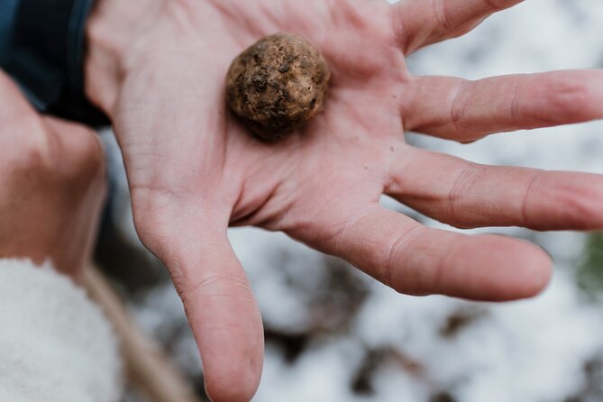 Truffle Hunting and Cheese, Truffle & Wine Tasting near Alba - The drive through the Barolo hills