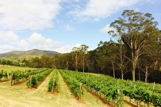 Tulloch Wines- Mystery Wine Tasting Experience with Local Cheese and Charcuterie - A good choice for families with mixed ages