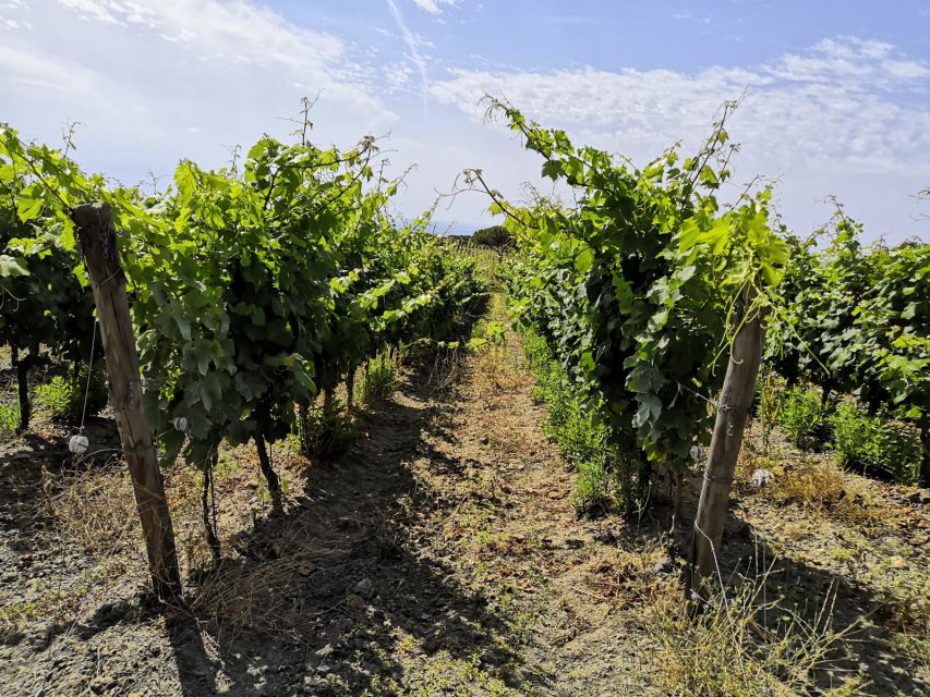Tuscany: Ripalte Design Winery Wine and Cheese Tasting Tour - Practical details that can affect your choice
