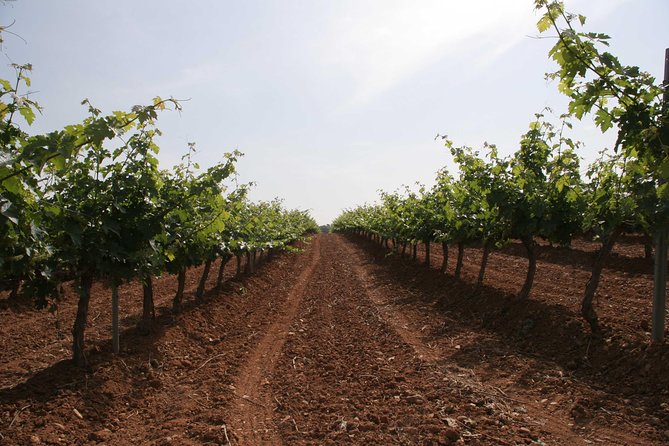 Visit and wine tasting with sausage and BODEGA PIRINEOS cheese - Small details that improve the experience