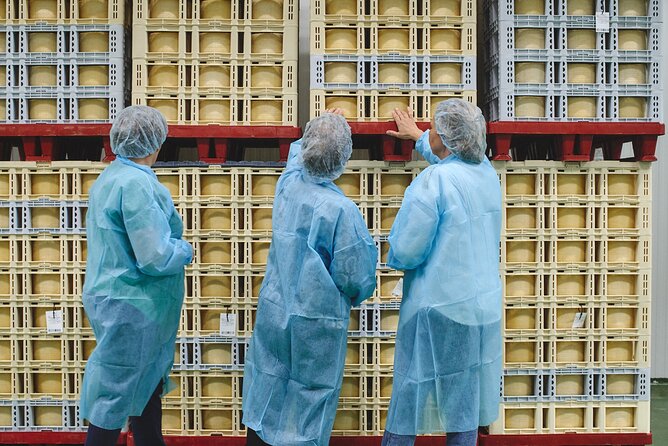 Visit La Antigua Cheese Factory (Cheese Tourism) - Production: seeing how sheep cheese is made