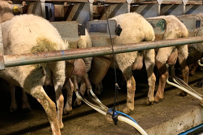 Visit San Sebastian and a Family Cheese Farm with Tasting (From Bilbao) - The 9 a.m. departure from Bilbao