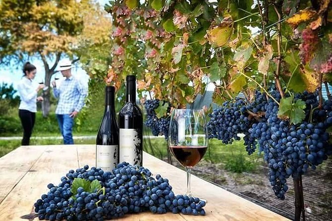Visit to 3 Vineyards in the Region, departing from Querétaro - Why this Querétaro wine day works well