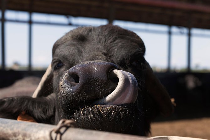 Visit to the Bufale and Dairy farm with cheese tasting - What this buffalo farm visit is really like