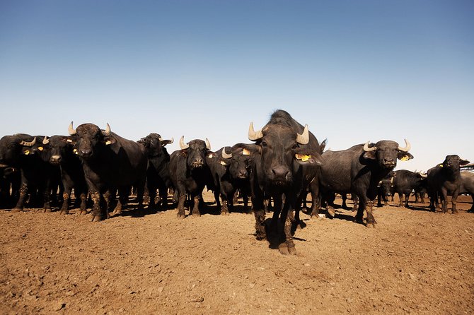 Visit to the Bufale and Dairy farm with cheese tasting - The buffalo stop brings the farm story to life