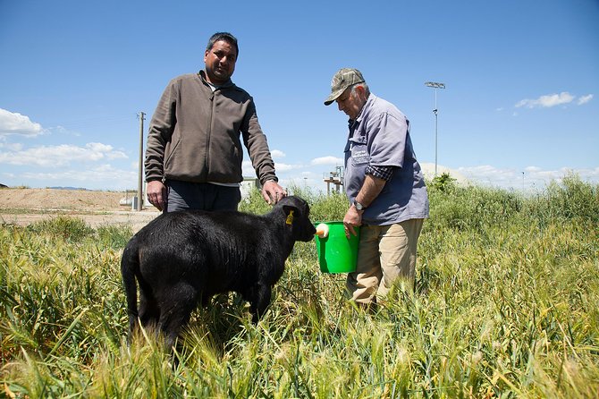 Visit to the Bufale and Dairy farm with cheese tasting - Is $78.19 fair for 90 minutes?